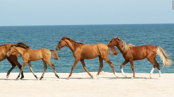 Documentary on Karabakh horse launched